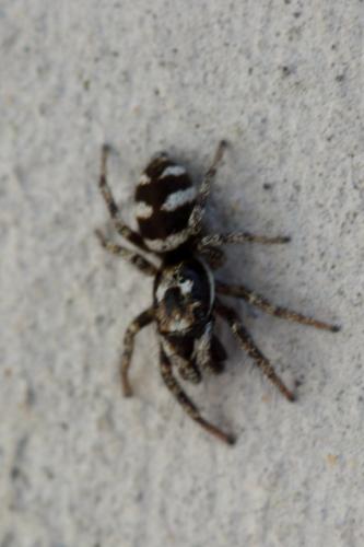 Réf. 342 284 : Salticus scenicus